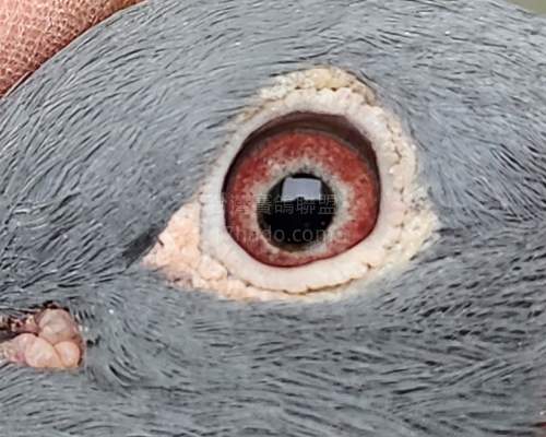 鴿眼