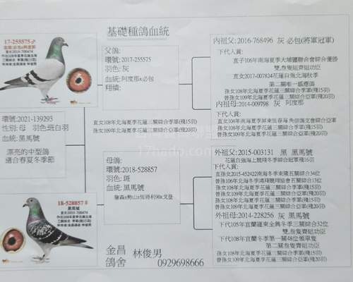 母鴿血統書