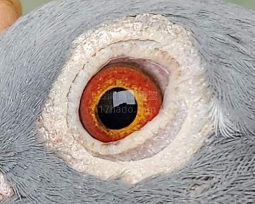 鴿眼