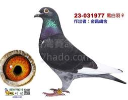 新順義冠軍之孫 2023-00031977