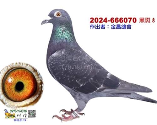 贈送鴿