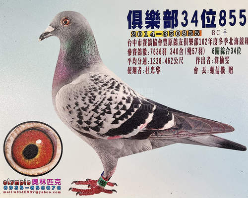附贈鴿親姑姑