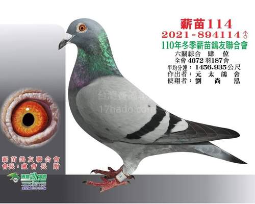 同代鴿