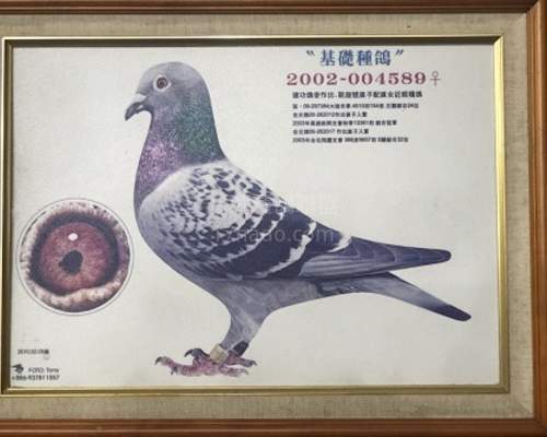 父鴿祖母..凱旋號直子配直女留種