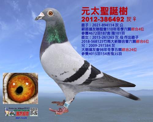 父鴿妹