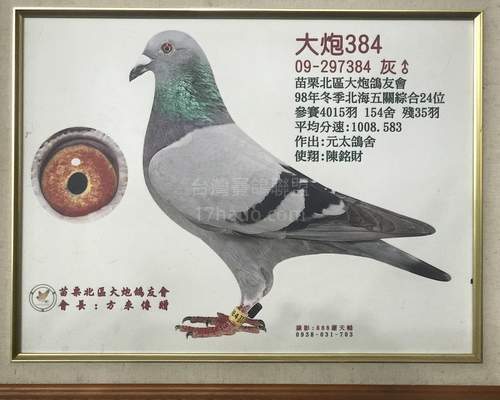父鴿