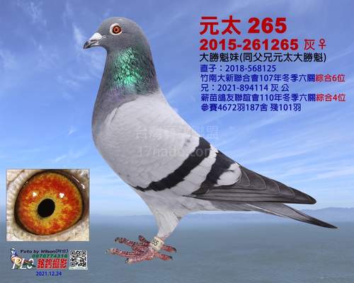 同代鴿