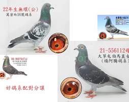 楊阿騰112 2021-00556112