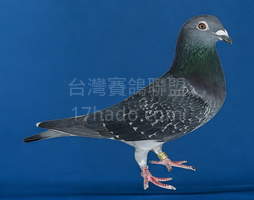 白鼻X黑鷹 2019-00001364