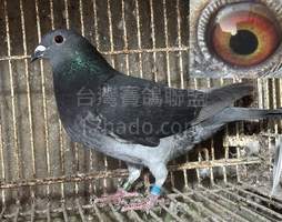 詹森x西翁55 2025-00016455