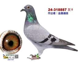 花蓮秋季北海第二關唯一感應之女 2024-00318887