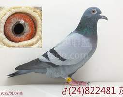 純莊氏(必包)近親鴿系 81 2024-00822481