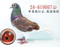  長距里鴿系 067 2024-00619067