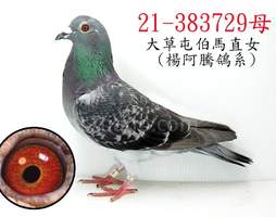 楊阿騰729 2021-00383729