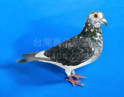 北分總冠軍 2024-00008009