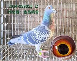花蓮冠軍之兄女近親 2024-00999055