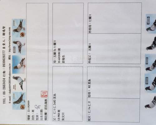 父鴿血統書