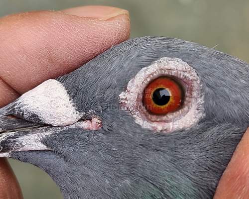 鴿眼