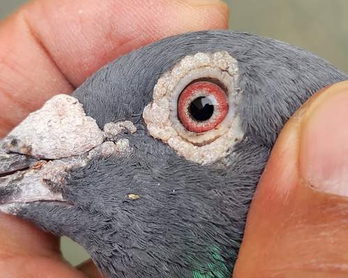 鴿眼