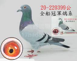 全船冠軍鴿系 399 2020-00220399