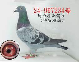 迪威詹森鴿系 2024-00903327
