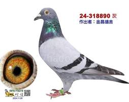 將軍冠軍直子女近親  2024-00318890