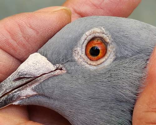 鴿眼