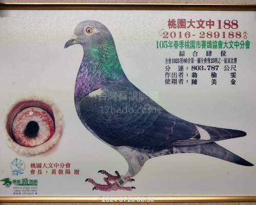 贈送鴿父鴿