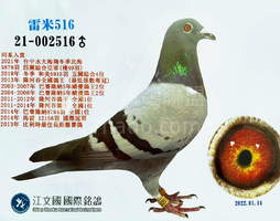 雷米鴿系 516 2021-00002516