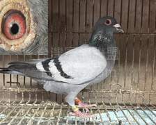必包x喬治波里784
