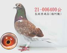萬德維根鴿系400