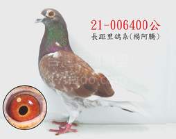 萬德維根鴿系400 2012-00006400