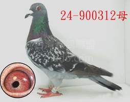 楊阿騰鴿系312 2024-00900312