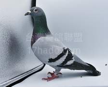 蓋比利蒙治X龐德