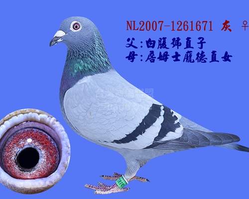 母