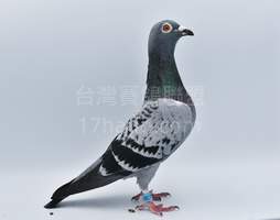 考夫曼x”伯格曼x魯道克拉森” 2021-00211092