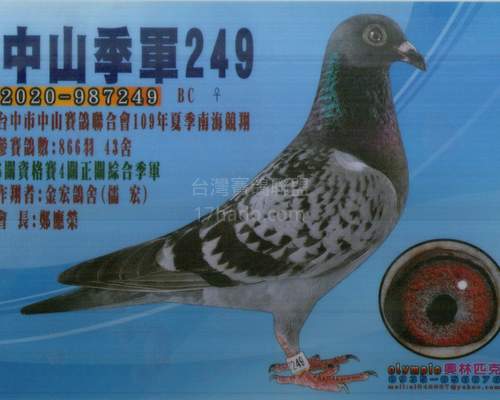 贈送鴿同父異母姐