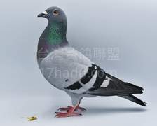 斯塔夫.萬瑞特(純桑杰士)