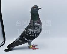 強速鴿舍家族