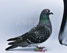 林稔今西系X凡登布魯克老迪迪