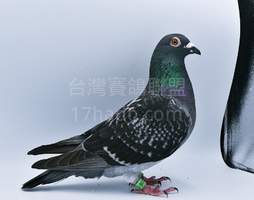 林稔今西系X凡登布魯克老迪迪 2023-00861169