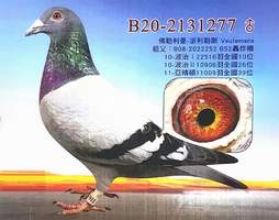  佛勒利曼-277 2020-02131277