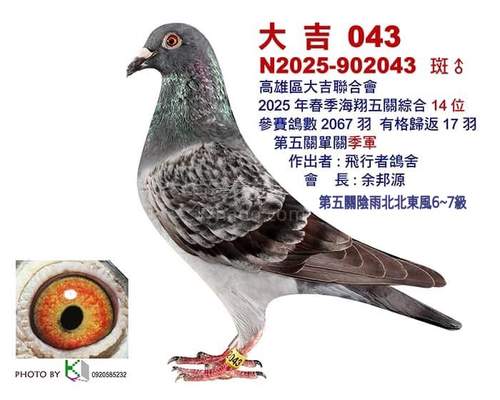 本舍2025入賞紀錄鴿