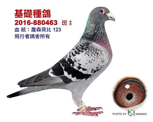 祖父-功勞鴿荷比123